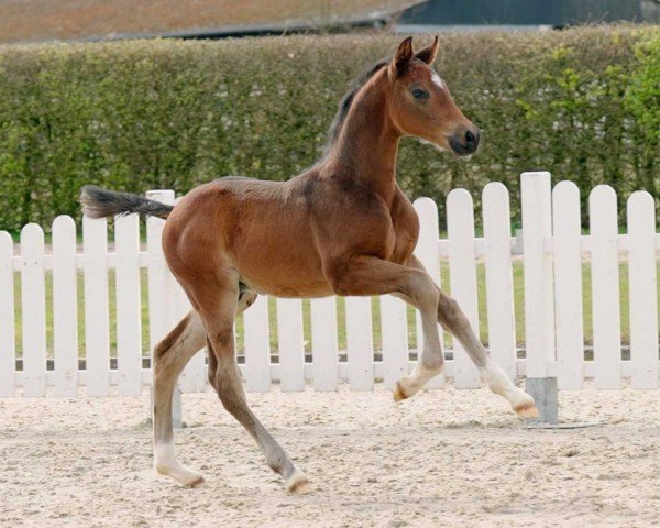 dressage horse San Diego (Westphalian, 2022, from Sky)