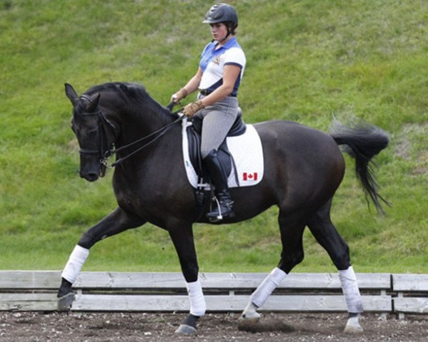 dressage horse Rolex Tyme (Oldenburg, 2004, from Rosario)