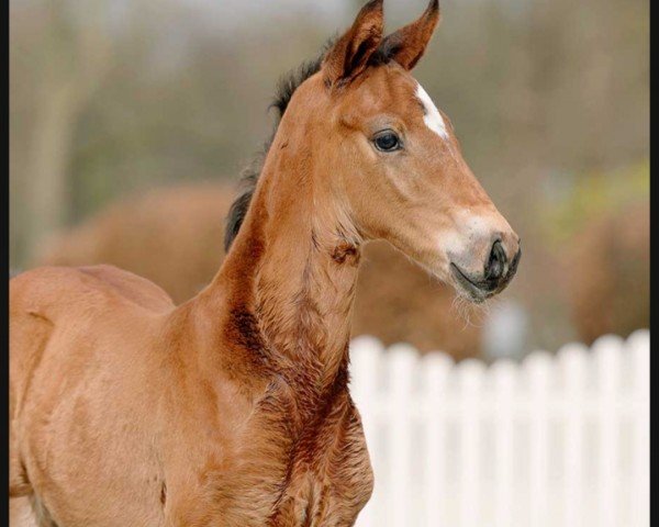 dressage horse Fuerto (Westphalian, 2022, from Fusionist)