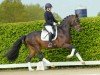 stallion Fino 50 (Westphalian, 2018, from For Final)