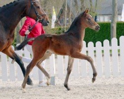 dressage horse Daily Love (Westphalian, 2022, from Donier)