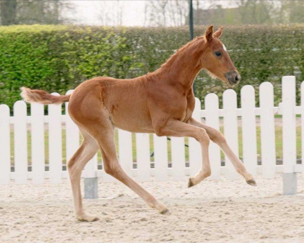 Dressurpferd HA Bayonne (Westfale, 2022, von Baron)