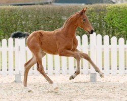 dressage horse Twilight B (Westphalian, 2022, from Taurus)