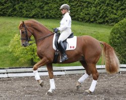 dressage horse Action Tyme (Oldenburg, 2000, from Aktuell)