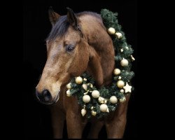 dressage horse Johannson (Württemberger, 2006, from Glock's Johnson Tn)