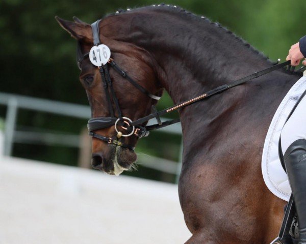 dressage horse Quantenzauber (Hanoverian, 2019, from Q-Sieben OLD)