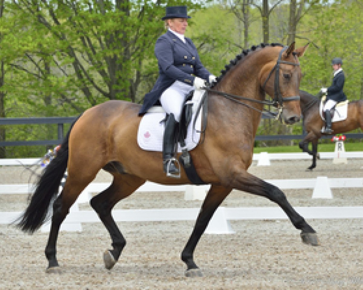 dressage horse Rigaudon Tyme (Oldenburg, 2004, from Rosario 37)