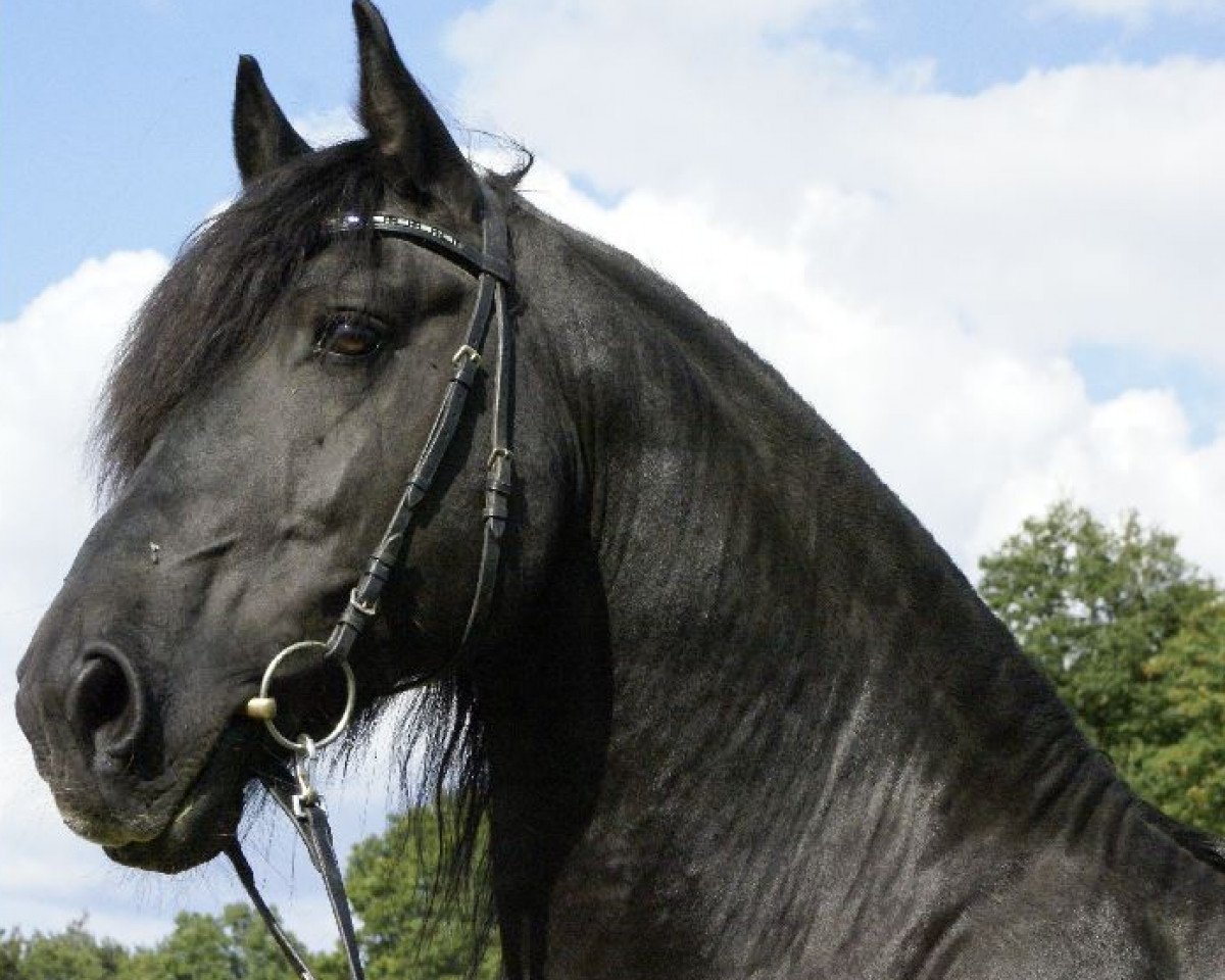 stallion Lupke DFC (Friese, 2003, from Sape 381)