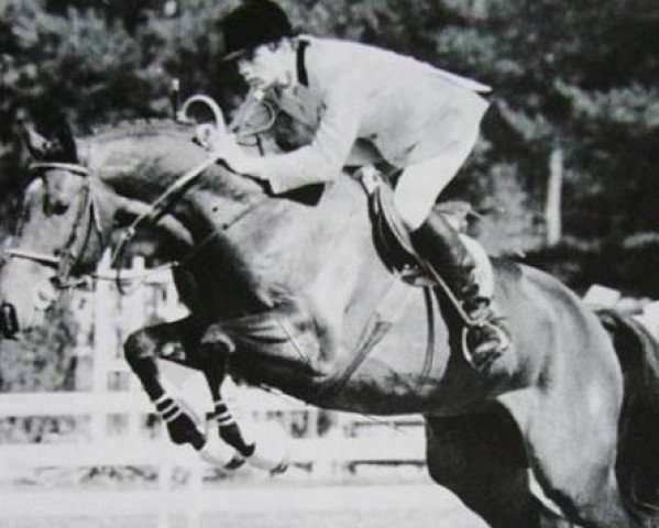 stallion Thoas du Theillet (Selle Français, 1985, from Narcos II)