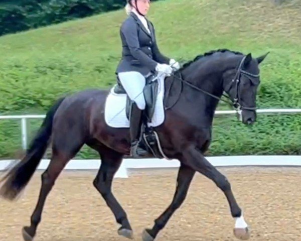 jumper Indigo ANW (Austrian Warmblood, 2018, from Ibiza)