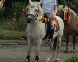 dressage horse Moritz 2 (unknown, 2000)