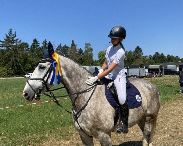 dressage horse Diamond (Irish Draft Horse, 2013)