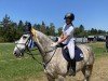 dressage horse Diamond (Irish Draft Horse, 2013)