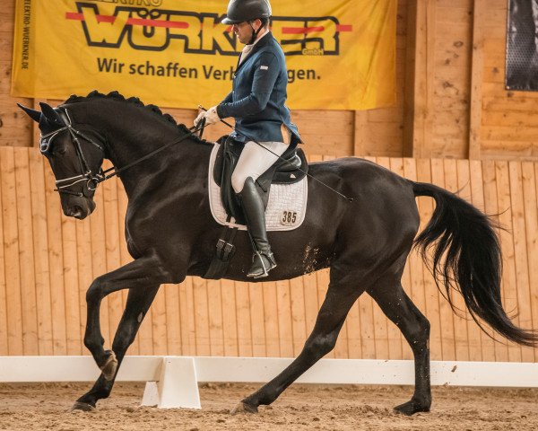 Dressurpferd Santa Dorina DB (Deutsches Sportpferd, 2015, von San Florestano)
