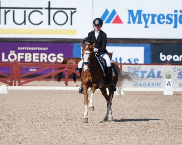 dressage horse Lightning Boy V.Holsteinsberg (German Riding Pony, 2006, from Coelenhage's Lord)