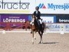 dressage horse Lightning Boy V.Holsteinsberg (German Riding Pony, 2006, from Coelenhage's Lord)