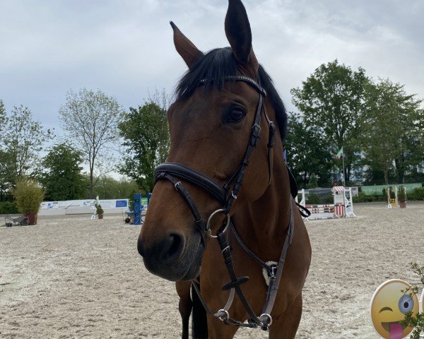 horse Gertrudis (Hungarian Warmblood, 2010, from Giorgio)