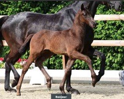 foal by Hengst von Bon Esprit / Imposantos (Oldenburg, 2024, from Bon Esprit)