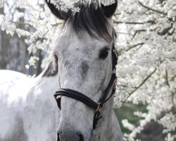 dressage horse Sierra 119 (Lusitano, 2016)