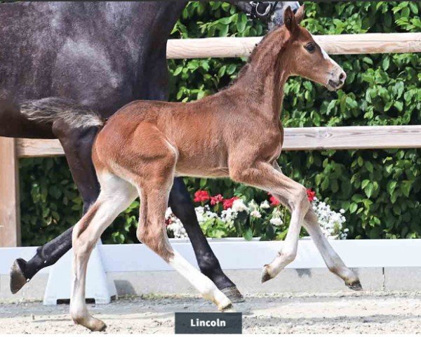 foal by Lincoln (Oldenburg show jumper, 2024, from Landino VDL)