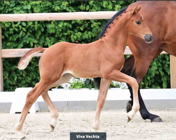 Fohlen von Stute von Viva Romance PS / Dante's Junior (Oldenburger, 2024, von Viva Romance PS OLD)