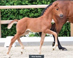 foal by Stute von Viva Romance PS / Dante's Junior (Oldenburg, 2024, from Viva Romance PS OLD)