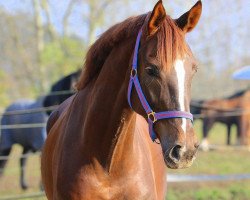 broodmare Florencia (Oldenburg, 2009, from Florencio I)