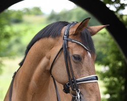 dressage horse Lanzelot 126 (Württemberger, 2006, from Le Champion)