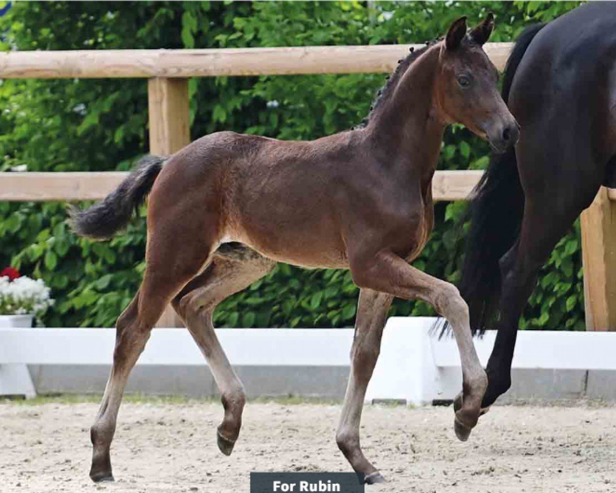 Dressurpferd For Rubin (Oldenburger, 2024, von For Dance)