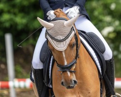 dressage horse Venustas Dejavue (German Riding Pony, 2015, from Dimension AT NRW)