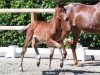 foal by Fairytale (Oldenburg, 2024, from For Dance)