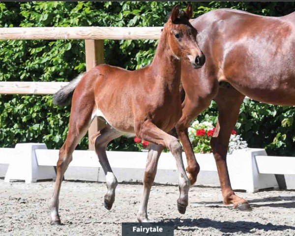 dressage horse Fairytale (Oldenburg, 2024, from For Dance)