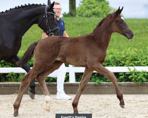 Fohlen von Esprit's Denira (Oldenburger, 2024, von Bon Esprit)