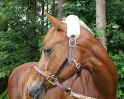 dressage horse Nanja (German Riding Pony, 2000, from Magnum)