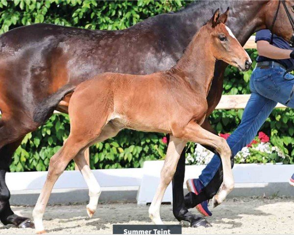 foal by Summer Teint (Oldenburg, 2024, from So Perfect)