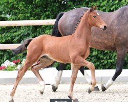 dressage horse Maviva S (Oldenburg, 2024, from Viva Romance PS OLD)