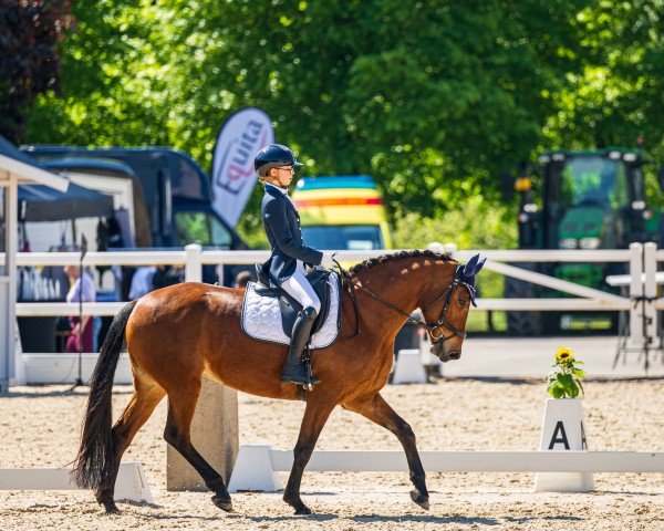 dressage horse Savana CW 2 (Freiberger, 2013, from Nils du Sous Bois CH)