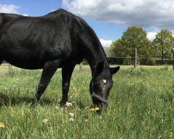 broodmare Fescennica (Oldenburg,  , from Rohdiamant)