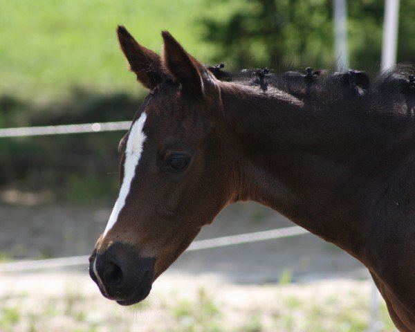 broodmare Soraya (Oldenburg, 2007, from Superstar)