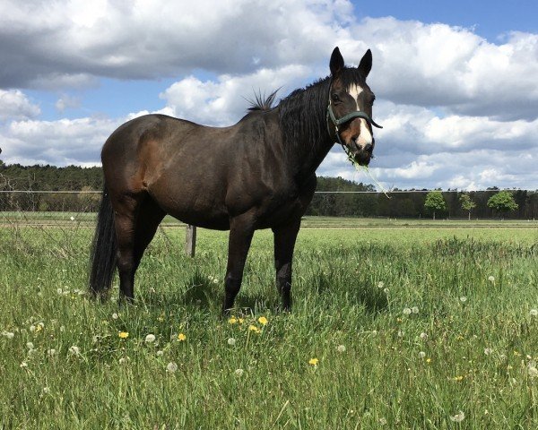 broodmare Orianne XX (Thoroughbred, 1994, from General Assembly xx)