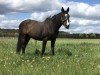 broodmare Orianne XX (Thoroughbred, 1994, from General Assembly xx)