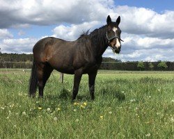 broodmare Orianne XX (Thoroughbred, 1994, from General Assembly xx)