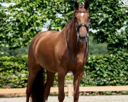 broodmare Beluga (Hanoverian, 2013, from Belissimo NRW)