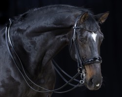 dressage horse Frodo T (Westphalian, 2006, from Ferragamo)