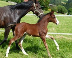 horse Mahagoniblüte Fm (Austrian Warmblood, 2016, from Pagur ox)