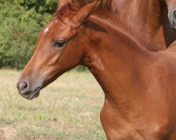 horse Aksinia (Trakehner, 2019, from Pagur ox)