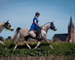 horse Ms Wahid ox (Arabian thoroughbred, 2015, from Pagur ox)