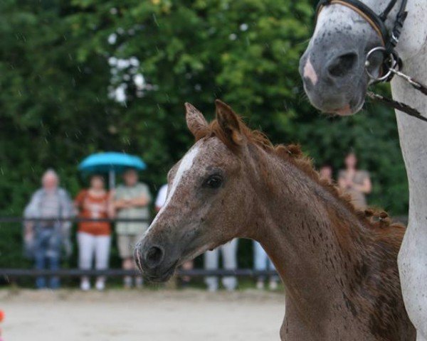 horse Freundin (Trakehner, 2016, from Pagur ox)