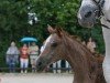 horse Freundin (Trakehner, 2016, from Pagur ox)