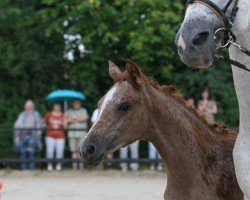 Pferd Freundin (Trakehner, 2016, von Pagur ox)